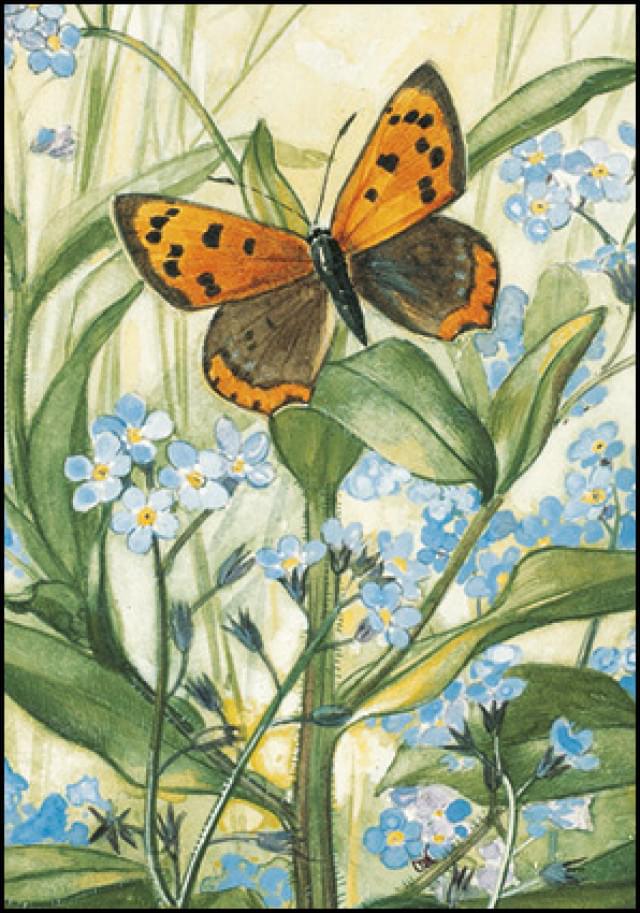 Forget-me-not with Small Copper, Henricus Bol