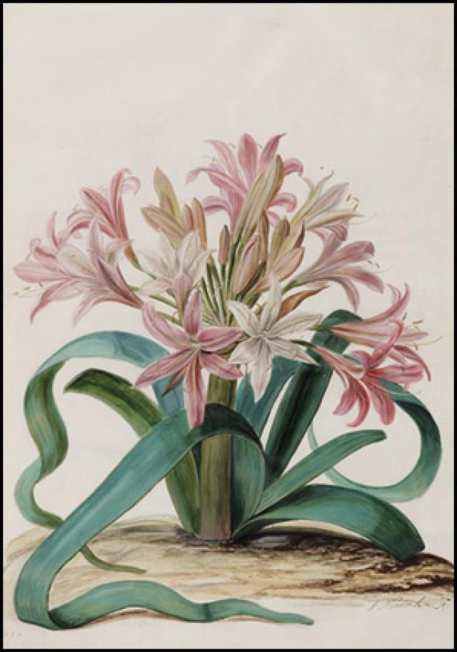Syn. Amaryllis Longifolia, Jan Moninckx